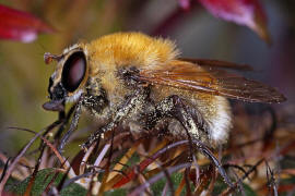 Criorhina berberina f. oxyacanthae / Gelbhaarige Hummelschwebfliege / Schwebfliegen - Syrphidae / Ordnung: Zweiflgler - Diptera / Fliegen - Brachycera