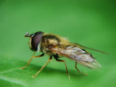 Epistrophe eligans / Zweiband-Wiesenschwebfliege / Schwebfliegen - Syrphidae / Ordnung: Diptera - Zweiflgler