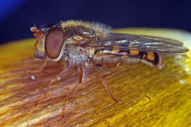 Epistrophella euchroma (syn. Epistrophe euchroma) / Ohne deutschen Namen / Schwebfliegen - Syrphidae / Ordnung: Diptera - Zweiflgler