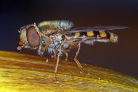 Epistrophella euchroma (syn. Epistrophe euchroma) / Ohne deutschen Namen / Schwebfliegen - Syrphidae / Ordnung: Diptera - Zweiflgler