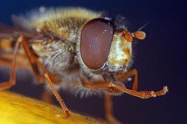 Epistrophella euchroma (syn. Epistrophe euchroma) / Ohne deutschen Namen / Schwebfliegen - Syrphidae / Ordnung: Diptera - Zweiflgler