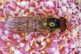 Episyrphus balteatus / Hain-Schwebfliege / Winterschwebfliege / Familie: Schwebfliegen - Syrphidae / Ordnung: Diptera - Zweiflgler