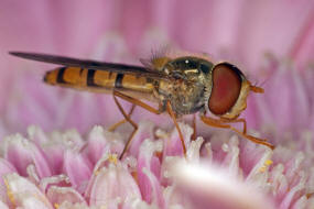 Episyrphus balteatus / Hain-Schwebfliege / Winterschwebfliege / Familie: Schwebfliegen - Syrphidae / Ordnung: Diptera - Zweiflgler