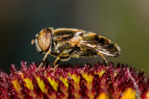 Eristalinus aeneus / Glnzende Faulschlammschwebfliege / Schwebfliegen - Syrphidae / Ordnung: Zweiflgler - Diptera / Fliegen - Brachycera