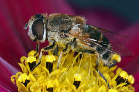 Eristalis arbustorum / Kleine Keilfleckschwebfliege / Schwebfliegen - Syrphidae / Ordnung: Zweiflgler - Diptera / Fliegen - Brachycera