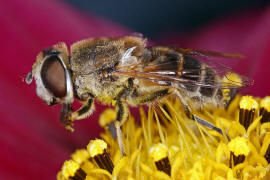 Eristalis arbustorum / Kleine Keilfleckschwebfliege / Schwebfliegen - Syrphidae / Ordnung: Zweiflgler - Diptera / Fliegen - Brachycera