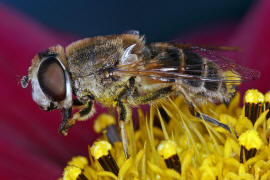 Eristalis arbustorum / Kleine Keilfleckschwebfliege / Schwebfliegen - Syrphidae / Ordnung: Zweiflgler - Diptera / Fliegen - Brachycera