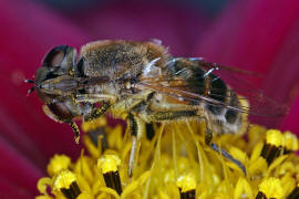 Eristalis arbustorum / Kleine Keilfleckschwebfliege / Schwebfliegen - Syrphidae / Ordnung: Zweiflgler - Diptera / Fliegen - Brachycera