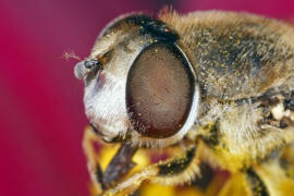 Eristalis arbustorum / Kleine Keilfleckschwebfliege / Schwebfliegen - Syrphidae / Ordnung: Zweiflgler - Diptera / Fliegen - Brachycera