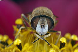 Eristalis arbustorum / Kleine Keilfleckschwebfliege / Schwebfliegen - Syrphidae / Ordnung: Zweiflgler - Diptera / Fliegen - Brachycera