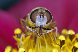 Eristalis arbustorum / Kleine Keilfleckschwebfliege / Schwebfliegen - Syrphidae / Ordnung: Zweiflgler - Diptera / Fliegen - Brachycera