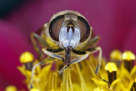 Eristalis arbustorum / Kleine Keilfleckschwebfliege / Schwebfliegen - Syrphidae / Ordnung: Zweiflgler - Diptera / Fliegen - Brachycera