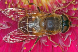 Eristalis pertinax / Gemeine Keilfleckschwebfliege / Schwebfliegen - Syrphidae / Ordnung: Zweiflgler - Diptera / Fliegen - Brachycera