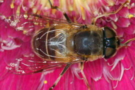 Eristalis pertinax / Gemeine Keilfleckschwebfliege / Schwebfliegen - Syrphidae / Ordnung: Zweiflgler - Diptera / Fliegen - Brachycera