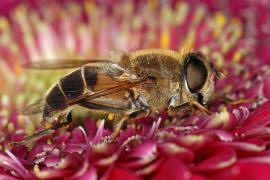 Eristalis pertinax / Gemeine Keilfleckschwebfliege / Schwebfliegen - Syrphidae / Ordnung: Zweiflgler - Diptera / Fliegen - Brachycera