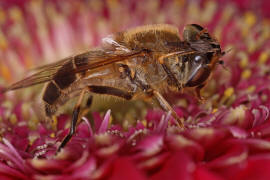 Eristalis pertinax / Gemeine Keilfleckschwebfliege / Schwebfliegen - Syrphidae / Ordnung: Zweiflgler - Diptera / Fliegen - Brachycera