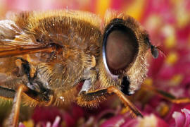 Eristalis pertinax / Gemeine Keilfleckschwebfliege / Schwebfliegen - Syrphidae / Ordnung: Zweiflgler - Diptera / Fliegen - Brachycera