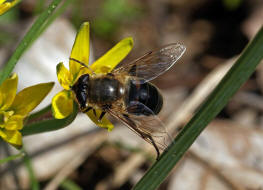 Eristalis tenax / Scheinbienen-Keilfleckschwebfliege / Mistbiene / Zweiflgler - Diptera - Schwebfliegen - Syrphidae