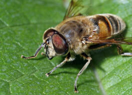 Eristalis tenax / Scheinbienen-Keilfleckschwebfliege / Mistbiene / Zweiflgler - Diptera - Schwebfliegen - Syrphidae