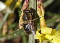 Eristalis tenax / Scheinbienen-Keilfleckschwebfliege / Mistbiene / Zweiflgler - Diptera - Schwebfliegen - Syrphidae