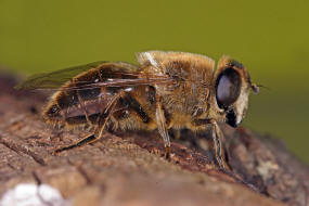 Eristalis tenax / Scheinbienen-Keilfleckschwebfliege / Mistbiene / Zweiflgler - Diptera - Schwebfliegen - Syrphidae