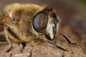 Eristalis tenax / Scheinbienen-Keilfleckschwebfliege / Mistbiene / Zweiflgler - Diptera - Schwebfliegen - Syrphidae