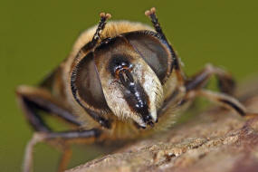 Eristalis tenax / Scheinbienen-Keilfleckschwebfliege / Mistbiene / Zweiflgler - Diptera - Schwebfliegen - Syrphidae