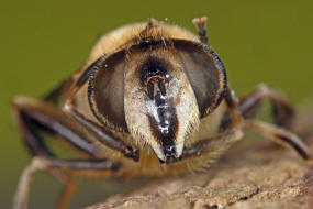 Eristalis tenax / Scheinbienen-Keilfleckschwebfliege / Mistbiene / Zweiflgler - Diptera - Schwebfliegen - Syrphidae