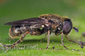 Eumerus funeralis (syn. Eumerus tuberculatus) / Kleine Zwiebelschwebfliege / Schwebfliegen - Syrphidae / Ordnung: Zweiflgler - Diptera / Fliegen - Brachycera