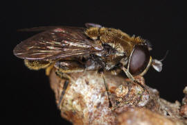 Eumerus funeralis (syn. Eumerus tuberculatus) / Kleine Zwiebelschwebfliege / Schwebfliegen - Syrphidae / Ordnung: Zweiflgler - Diptera / Fliegen - Brachycera