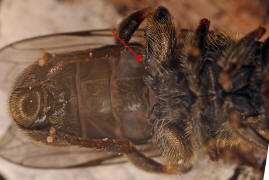 Eumerus funeralis (syn. Eumerus tuberculatus) / Kleine Zwiebelschwebfliege / Schwebfliegen - Syrphidae / Ordnung: Zweiflgler - Diptera / Fliegen - Brachycera