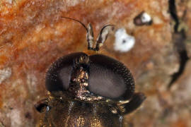 Eumerus funeralis (syn. Eumerus tuberculatus) / Kleine Zwiebelschwebfliege / Schwebfliegen - Syrphidae / Ordnung: Zweiflgler - Diptera / Fliegen - Brachycera