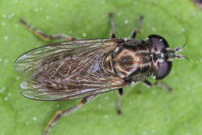 Eumerus strigatus / Zwiebelmondfliege / Schwebfliegen - Syrphidae / Ordnung: Zweiflgler - Diptera / Fliegen - Brachycera