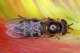 Eupeodes luniger / Mondfleck Feldschwebfliege (syn. Metasyrphus luniger) / Schwebfliegen - Syrphidae / Ordnung: Zweiflgler - Diptera / Fliegen - Brachycera