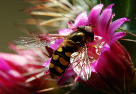 Eupeodes luniger / Mondfleck Feldschwebfliege (syn. Metasyrphus luniger) / Schwebfliegen - Syrphidae / Ordnung: Zweiflgler - Diptera / Fliegen - Brachycera