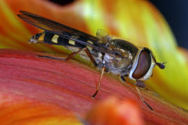 Eupeodes luniger / Mondfleck Feldschwebfliege (syn. Metasyrphus luniger) / Schwebfliegen - Syrphidae / Ordnung: Zweiflgler - Diptera / Fliegen - Brachycera