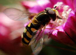 Eupeodes luniger / Mondfleck Feldschwebfliege (syn. Metasyrphus luniger) / Schwebfliegen - Syrphidae / Ordnung: Zweiflgler - Diptera / Fliegen - Brachycera