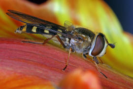 Eupeodes luniger / Mondfleck Feldschwebfliege (syn. Metasyrphus luniger) / Schwebfliegen - Syrphidae / Ordnung: Zweiflgler - Diptera / Fliegen - Brachycera