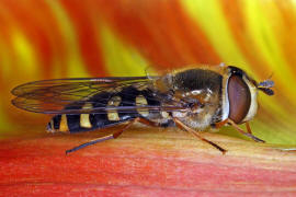 Eupeodes luniger / Mondfleck Feldschwebfliege (syn. Metasyrphus luniger) / Schwebfliegen - Syrphidae / Ordnung: Zweiflgler - Diptera / Fliegen - Brachycera