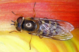 Eupeodes luniger / Mondfleck Feldschwebfliege (syn. Metasyrphus luniger) / Schwebfliegen - Syrphidae / Ordnung: Zweiflgler - Diptera / Fliegen - Brachycera