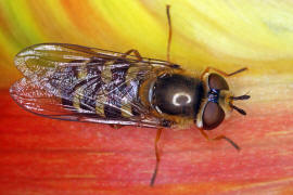 Eupeodes luniger / Mondfleck Feldschwebfliege (syn. Metasyrphus luniger) / Schwebfliegen - Syrphidae / Ordnung: Zweiflgler - Diptera / Fliegen - Brachycera