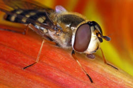 Eupeodes luniger / Mondfleck Feldschwebfliege (syn. Metasyrphus luniger) / Schwebfliegen - Syrphidae / Ordnung: Zweiflgler - Diptera / Fliegen - Brachycera