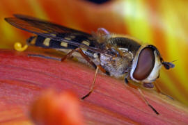 Eupeodes luniger / Mondfleck Feldschwebfliege (syn. Metasyrphus luniger) / Schwebfliegen - Syrphidae / Ordnung: Zweiflgler - Diptera / Fliegen - Brachycera