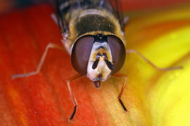 Eupeodes luniger / Mondfleck Feldschwebfliege (syn. Metasyrphus luniger) / Schwebfliegen - Syrphidae / Ordnung: Zweiflgler - Diptera / Fliegen - Brachycera