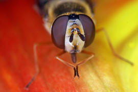 Eupeodes luniger / Mondfleck Feldschwebfliege (syn. Metasyrphus luniger) / Schwebfliegen - Syrphidae / Ordnung: Zweiflgler - Diptera / Fliegen - Brachycera