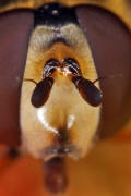 Eupeodes luniger / Mondfleck Feldschwebfliege (syn. Metasyrphus luniger) / Schwebfliegen - Syrphidae / Ordnung: Zweiflgler - Diptera / Fliegen - Brachycera