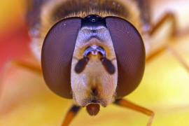 Eupeodes luniger / Mondfleck Feldschwebfliege (syn. Metasyrphus luniger) / Schwebfliegen - Syrphidae / Ordnung: Zweiflgler - Diptera / Fliegen - Brachycera