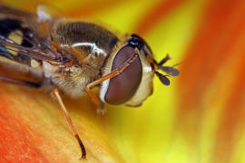 Eupeodes luniger / Mondfleck Feldschwebfliege (syn. Metasyrphus luniger) / Schwebfliegen - Syrphidae / Ordnung: Zweiflgler - Diptera / Fliegen - Brachycera