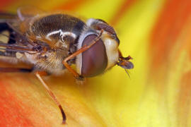 Eupeodes luniger / Mondfleck Feldschwebfliege (syn. Metasyrphus luniger) / Schwebfliegen - Syrphidae / Ordnung: Zweiflgler - Diptera / Fliegen - Brachycera