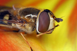 Eupeodes luniger / Mondfleck Feldschwebfliege (syn. Metasyrphus luniger) / Schwebfliegen - Syrphidae / Ordnung: Zweiflgler - Diptera / Fliegen - Brachycera